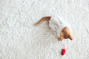 46057983 - cute little ginger kitten wearing warm knitted sweater is playing with pet toy on white carpet
